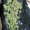 Larry OG Kush Seeds