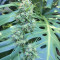 Graines de cannabis Malawi (Ace Seeds)
