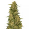 Monkey GG#4 Original Glue semi femminizzati