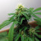 Graines de cannabis Monkey GG#4 Original Glue (Growers Choice)