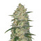 Original Auto White Widow Seeds