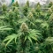 Graines de cannabis Power Bud (Blackskull Seeds)