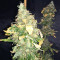 Pure Kush Seeds (Original Sensible Seeds)