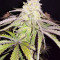 Graines de cannabis Purple Mexican (CannaBioGen)