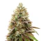Raspberry Waffle CBD feminized seeds