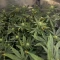 RS11 Seeds (Barney's Farm)