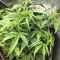 Skywalker Auto feminized seeds