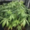 Graines de cannabis Sour Puss regular (Emerald Triangle Seeds)