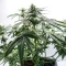 White Panther (White Snurf) feminized seeds