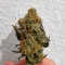 The White Fire OG Feminized Seeds (Seedkeepers)