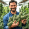 Wedding Cake Autoflower (Herbies Seeds)
