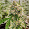 Wedding Cake Autoflower Feminized Seeds (Easy Grow Seeds)