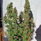 Blueberry cannabis strain