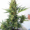 Auto Malawi x Northern Lights
