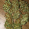 Bruce Banner #3 Fast strain