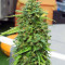 CBD Lemon Potion Auto Seeds