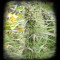 Congo (Ace Seeds)