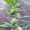 Cookies and Cream Strain
