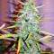 Critical 47 (Positronics Seeds)