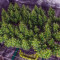 Dr. Grinspoon (Barney's Farm)