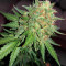 Graines de cannabis Fast & Vast Auto (Heavyweight Seeds)