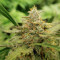Girl Scout Cookies Auto (Garden Of Green)