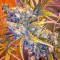 Green Crack (Humboldt Seeds Organization)