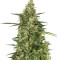 Head Stash Auto Seeds