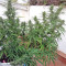 Malawi Breeders Pack Seeds