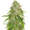 Northern Lights Automatic feminized seeds (Sensi Seeds)