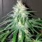 PCK x ErdPurt (Ace Seeds)