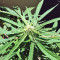 Panama regular seeds