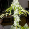 Road Dawg Seeds