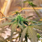 Sticky Fingers Autoflower (Seedstockers)