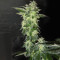 Wedding Gelato feminized seeds