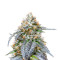 Amnesia (Herbies Seeds)