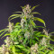 Semi Femminizzati Bay Burger Early Version (Delicious Seeds)
