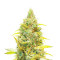 Critical Daddy feminized seeds