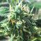 Semi femminizzati Critical Diesel Auto