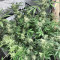 Dieselicious feminized seeds