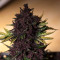 Purple Bud Seeds