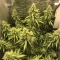 Gorilla Cookies Seeds