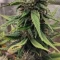Vente de graines de cannabis LSD-25 Auto (Fast Buds)