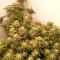 Caramelo Early Version Seeds (Delicious Seeds) - Cannabis Strain Seeds for Sale