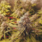 Green Gelato Seeds - Cannabis Strain Seeds for Sale