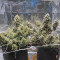 Buy Wedding Cake Auto feminized seeds by Barney's Farm