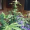 Scarlet Skunk Autoflower feminized seeds for sale
