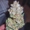 Venta online de Gorilla Z Auto de Barney's Farm