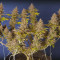 Purple Urkle Seeds - Cannabis Strain Seeds for Sale