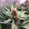 Caramelo Early Version Seeds (Delicious Seeds) - Cannabis Strain Seeds for Sale